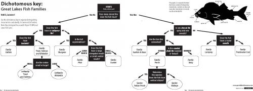 what-s-that-fish-the-dichotomous-key-to-fish-identification-msu-extension